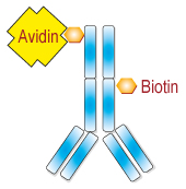 Biotinylation_Interchim_0416