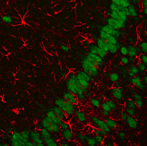 CF-Dyes_Biotium_Interchim_1016