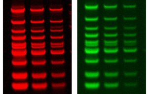 GelRed-GelGreen_Biotium_Interchim_1016