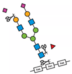 Glycan_Processing_Lectenzbi_Advion_Interchim_Scientific_0622