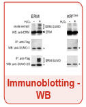 Immunoblotting_WB_interchim_0416