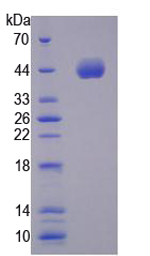 NPPA_Protein_Cloud_Clone_Interchim_0817