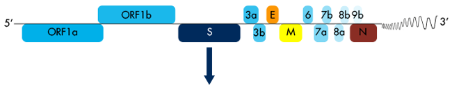 SARS-CoV-2_Genomic_RNA_Interchim_0221