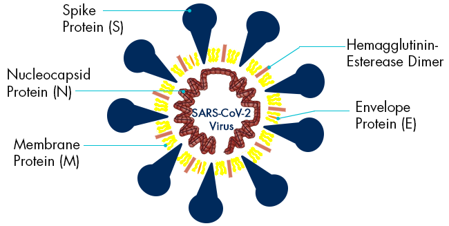 SARS_CoV_2_Virus_Interchim_0121