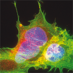 Secondary_Antibodies2_FluoProbes_Interchim_0820