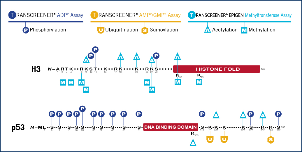 Transcreener_Epigenetics_BellBrook_Lab_Interchim_0419