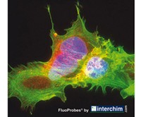 fluorescent_labeling_biochemistry_interchim