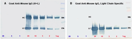 Interchim - Goat anti-Mouse IgG