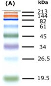 Coolored MW protein Marker